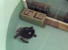 A leatherback turtle in a recovery tank at Mote Marine Laboratory. A leatherback turtle in a recovery tank at Mote Marine Laboratory.